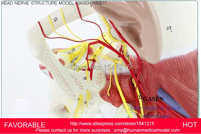 Человеческий череп с мышечным нервным составом анатомическая модель шеи