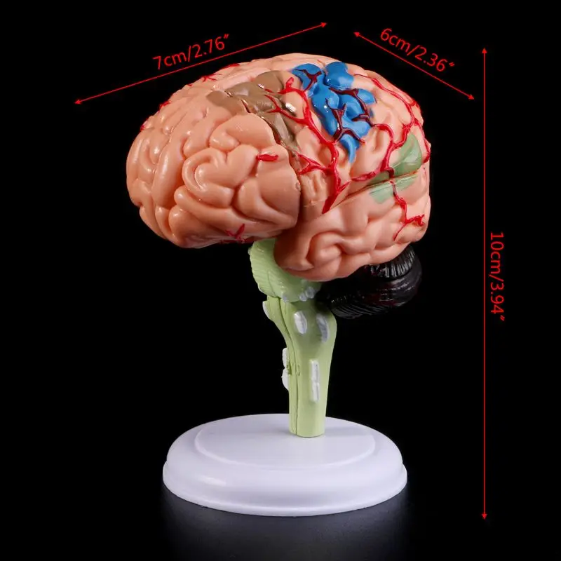 

4D Disassembled Anatomical Human Brain Model Anatomy Medical Teaching Tool Statues Sculptures Medical School Use Dropshipping