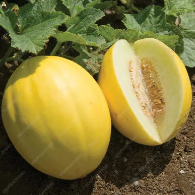 20 штук Hami Melon посадки бонсай Мускусная Дыня растения вкусные овощи фрукты для