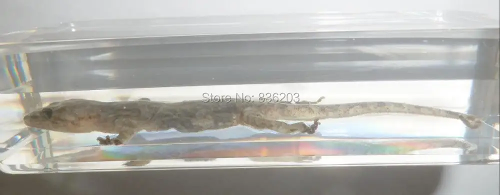Обычный дом Gecko Hemidactylus frenatus образец в акриловой травме медицинские инструменты