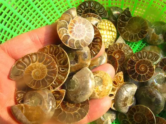 12 шт небольшие Сплит Радужные окаменелые ломтики аммония полированные Madagascar |