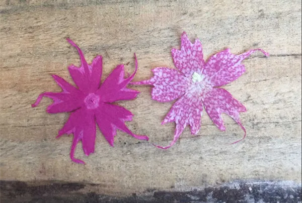 Бесплатная доставка розы красные прессованные цветы сушеные натуральные