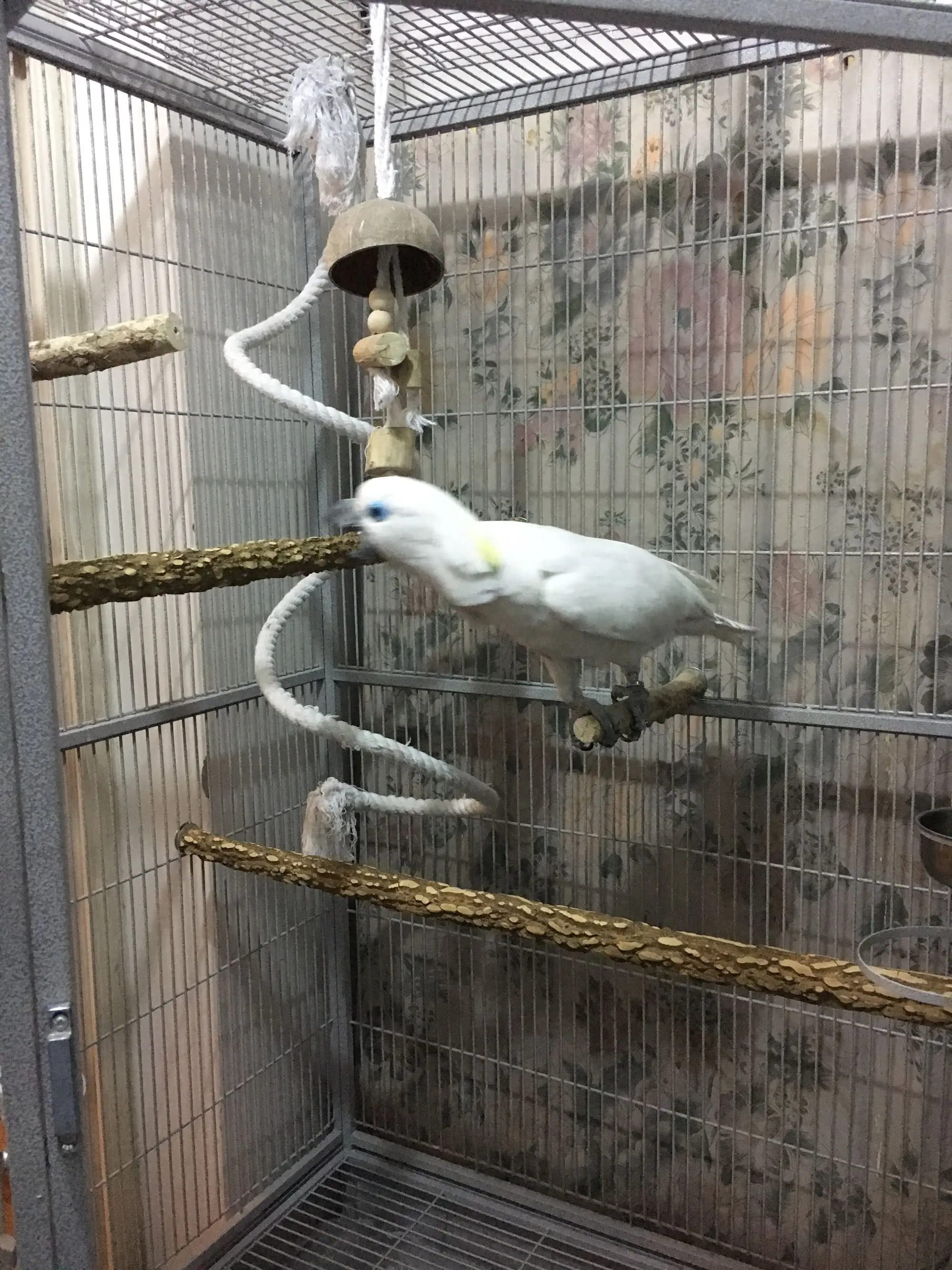 

1PCS Useful Parrot Standing Platform Natural wild pepper wood bird stick station stand pole claw rod stick habitat bars