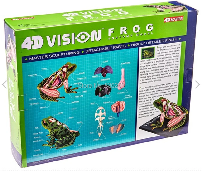 4D Master vision медицинская модель анатомии лягушки Череп Скелет анатомическая