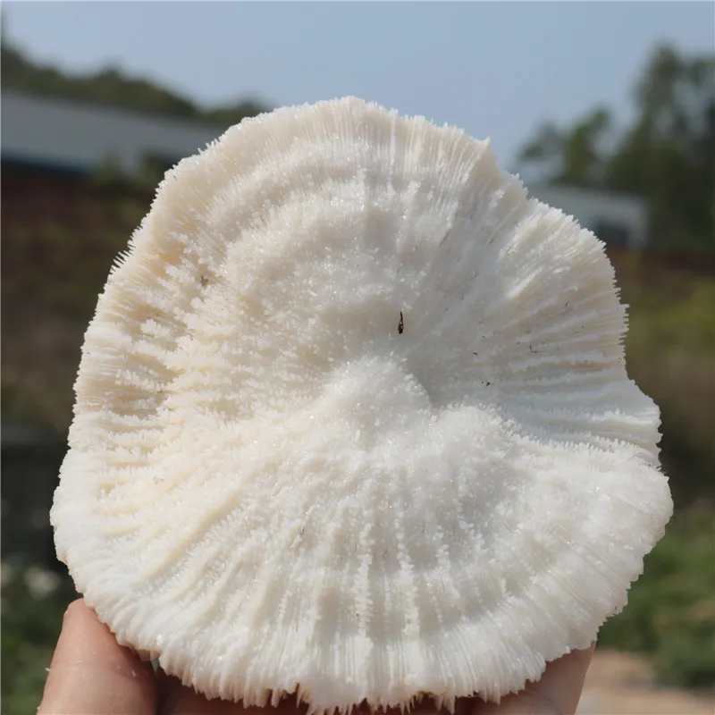 2 шт. натуральный морской коралловый корпус кристаллическая функция гриб