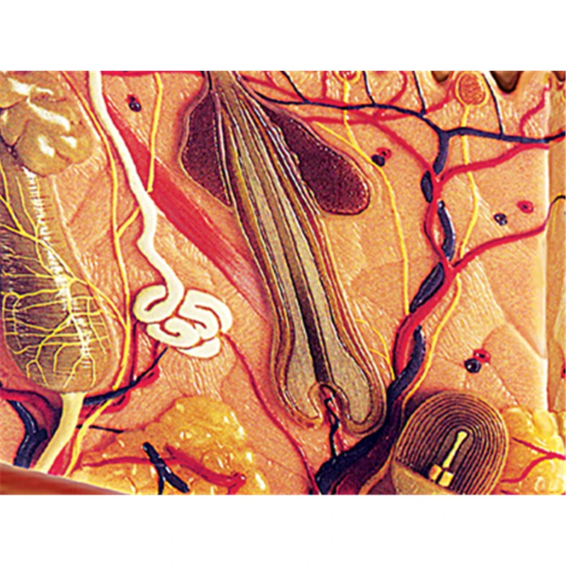 4D кожа и волосы интеллект сборная игрушка человеческая анатомическая модель