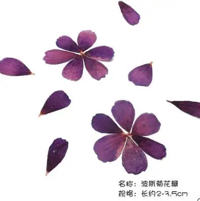 no.2(10pcs) Coreopsis Роза натуральный сушеный цветок лепесток для DIY свеча делая цветы образец прессованный цветок ремесло - Цвет: no.2(10pcs)