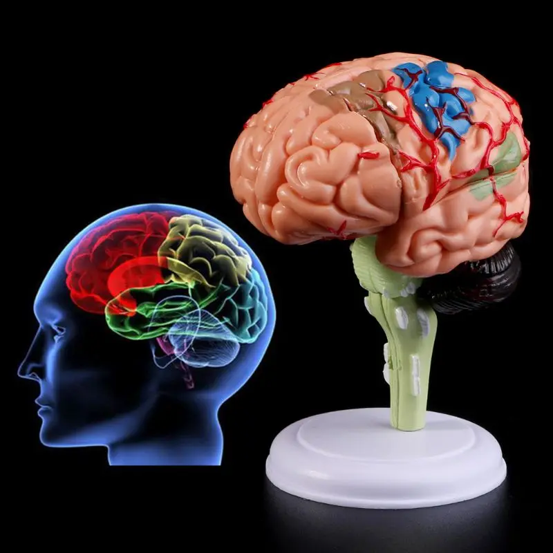 4D разобранный анатомический мозг Модель Анатомия медицинский обучающий