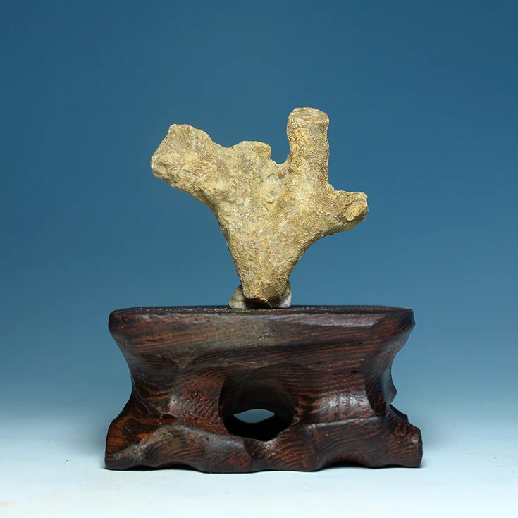 

Натуральное слойное отверстие, оригинальный камень, оскости ордовика-меловой инвертебрат, палентологические коллекции обучающих образцов...