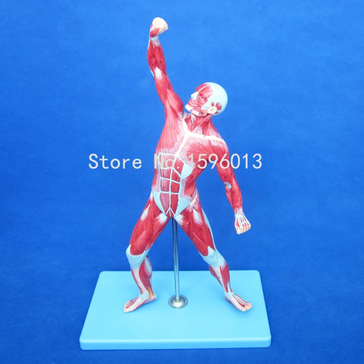 Лидер продаж 50 см мужская модель мышц мускулов анатомическая человека|anatomical