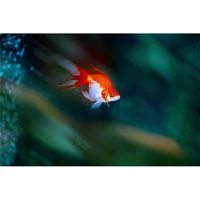 diamond painting animal goldfish diamond embroidery picture of crystals patchwork mosaic hobbies and crafts a6819r
