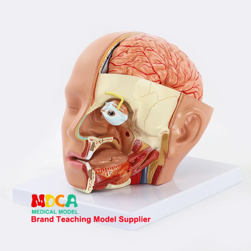

Medical 4-part Head Anatomy Skull, Cerebellum, Eyeball, Oral and Nasal Cavity Model Medical Teaching MTG019