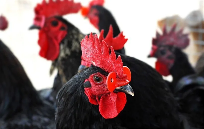 Очки для цыплят с отверстием от 0 5 до 2 кг|chicken bulk|glassesglasses kitty |