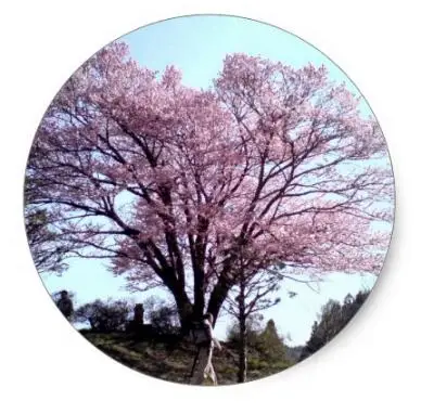

1.5inch Cherry blossoms classic round sticker 2