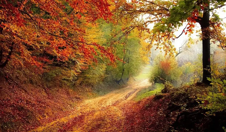 Goedkoop Mooie Olieverfschilderij Hand Geschilderd Landschap Wall Art Foto Herfst Senery Voor Home Decoration Geen Framed