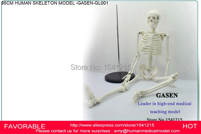 85 см обучающая модель человеческого скелета анатомический медицинский скелет