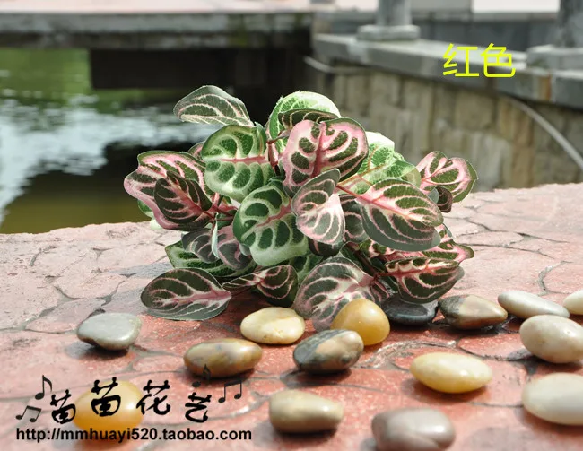 Декоративные амаранта листья Карликовые деревья/Miniascape/горшках организации