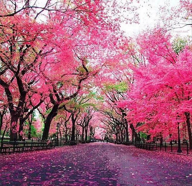 Романтический Пейзаж цветущей вишни модная вышивка крестиком сделай сам для