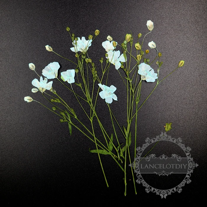 

Натуральные сухие прессованные ветки цветов, 5-9 см, для рукоделия, стеклянный купол «сделай сам», наполнение смолой, 8 шт. в каждой упаковке, ...