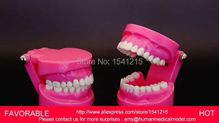 Стоматологическая модель зубов для взрослых функциональные EDENTULOUS модели