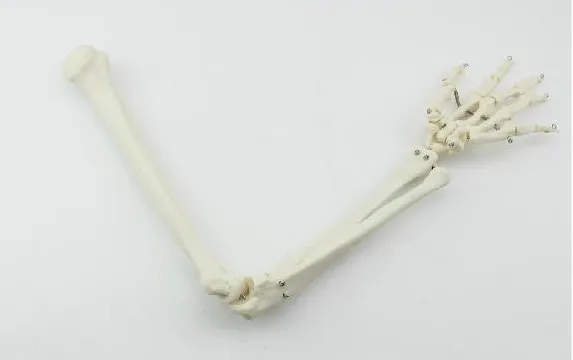 

1:1 Arm joints Elbow Bones skeleton model Medical Teaching free shipping