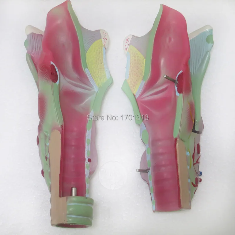 3 раза большая увеличенная человеческая гортань модель Специальное украшение