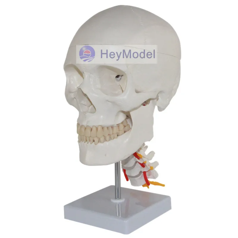 

HeyModel Artificial 1: 1 Skull Model White head with Cervical Spine