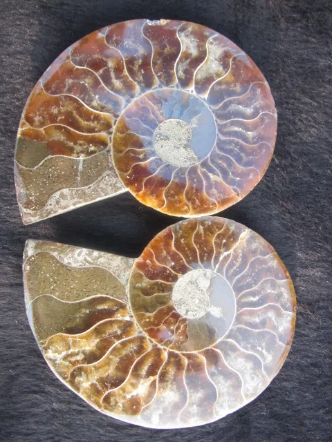 

72g FOSSILIZED color SNAIL AMMONITE MINERAL MULTI COLOR FIRE