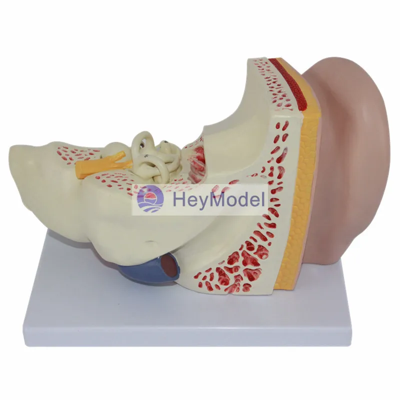 HeyModel модель анатомии человеческого уха | Канцтовары для офиса и дома