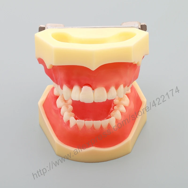 Бесплатная доставка стандартная модель с прозрачной десной зубные зубы
