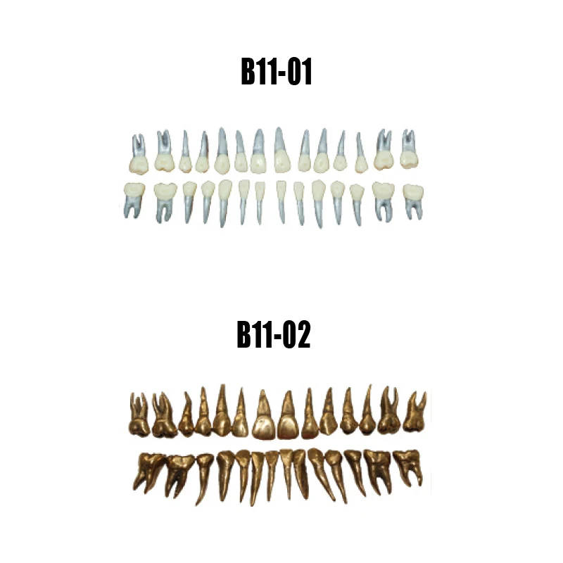 

Dental orthodontic training teeth dental exercises model Orthodontic Teeth Morphology Metal Teeth