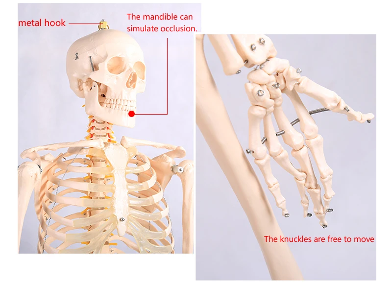 Прямая поставка с завода Полноразмерная модель человеческого скелета 85 см|model