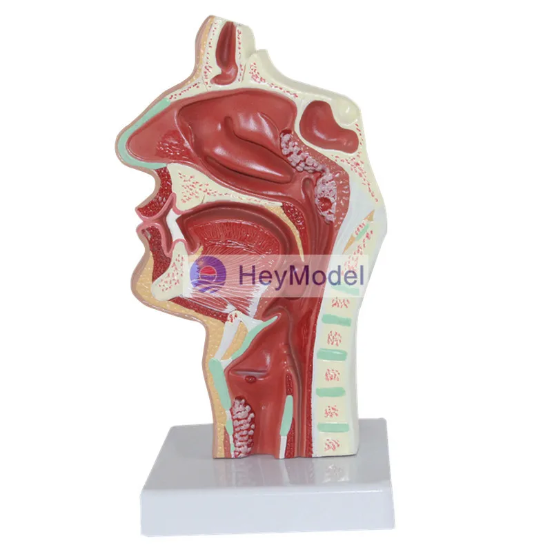 HeyModel Nasal lesions