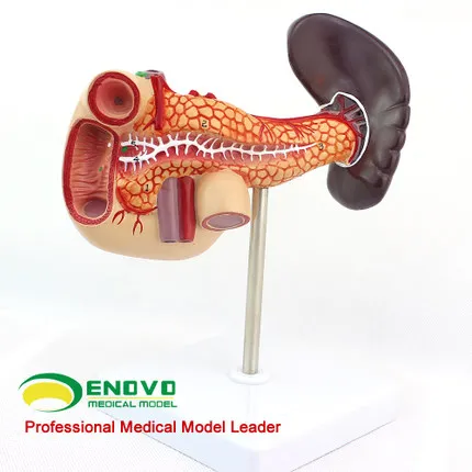 Модель селезенки поджелудочной кишки Брюшная полость гепезическая система