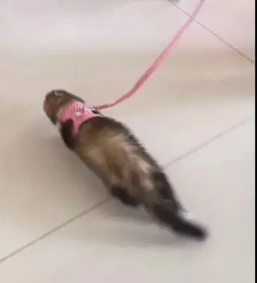 Ремень для домашних животных Marten кошка-дракон кролик маленький нагрудный ремень