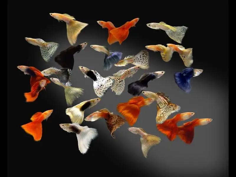 Бесплатная доставка Спирулина порошок еда маленькая рыба тропическая 100 г & Мини