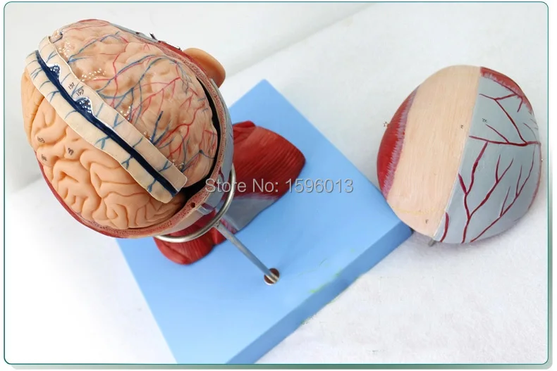 Анатомическая головка с мышцами нервы артерия мозга и глаз медицинская