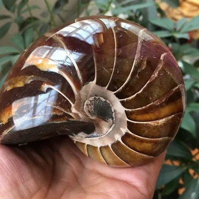 

Rare Gorgeous Jade Ammonite Fossil Specimen Shell Healing, Madagascar