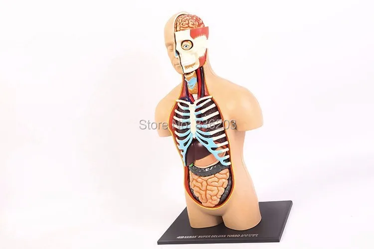 15 дюймовый 4D master human torso суперлюксовый медицинский фототравматический