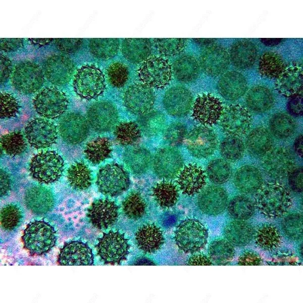 План расстояния оптика перевернутый микроскоп -- AmScope поставки 40X-1000X дальний план