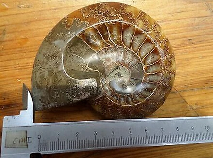 

164g NATURAL Conch fossil Crystal CRYSTAL carving ashtray