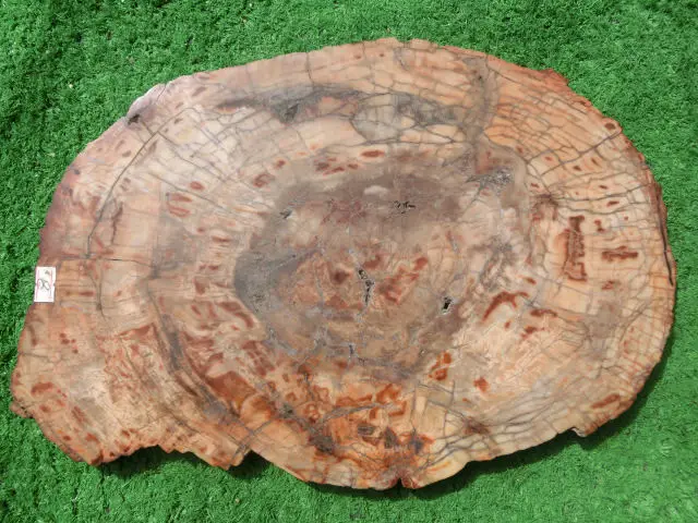 5100 г (11 фунтов) природные окаменелое дерево Fossil Кристалл образца Мадагаскар NTA077 |