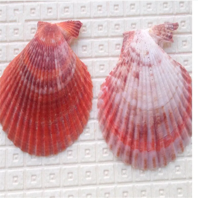 10 шт./лот разноцветные ракушки в средиземноморском стиле ремесло сырье Dongfeng