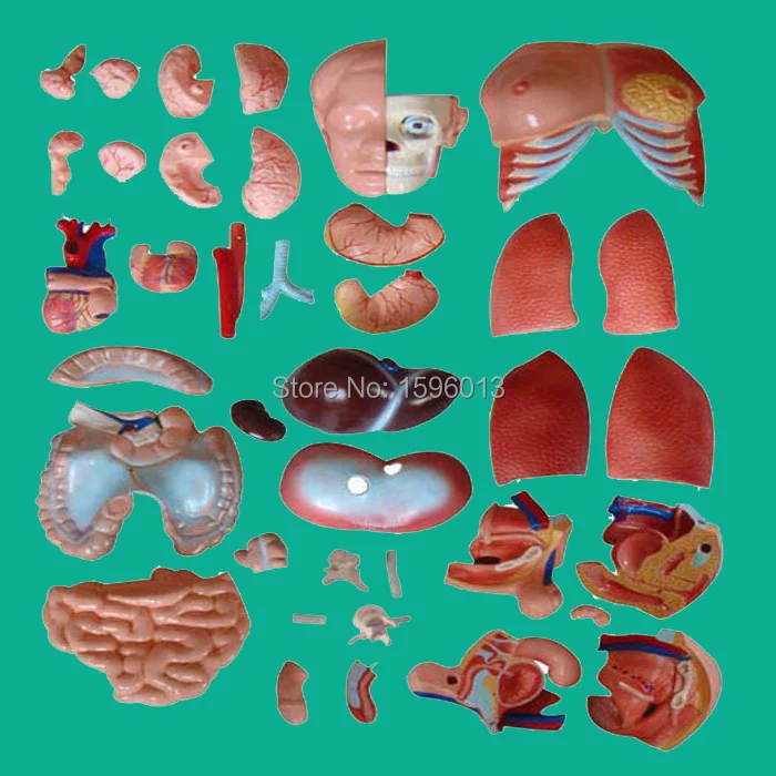 Torso унисекс 85 см с внутренними отделениями 40 деталей модель унисекс|parts of microwave