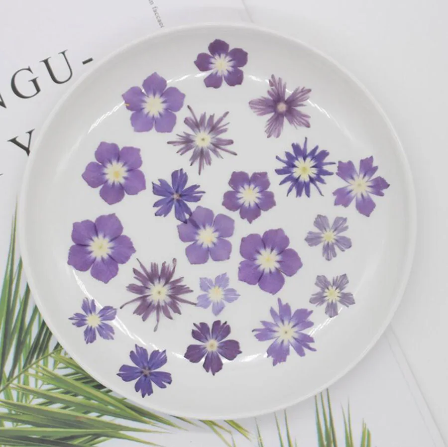120 шт прессованный высушенный фиолетовый/розово-красный Phlox Subulata цветок гербарий