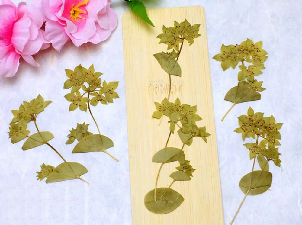 120 шт. фотообои для украшений|flower neckalce|flowering plants kidsflowering az |