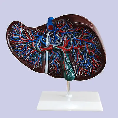 Человеческая печень реальный размер с изображением имитации сосудов|human liver|anatomy