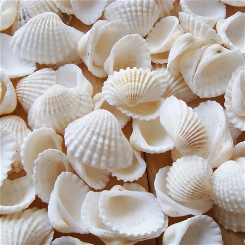 

100pcs/Lot Natural shell diy tank aquarium decoration white shell 2-3cm small conch sea natural crafts white sea shells conch
