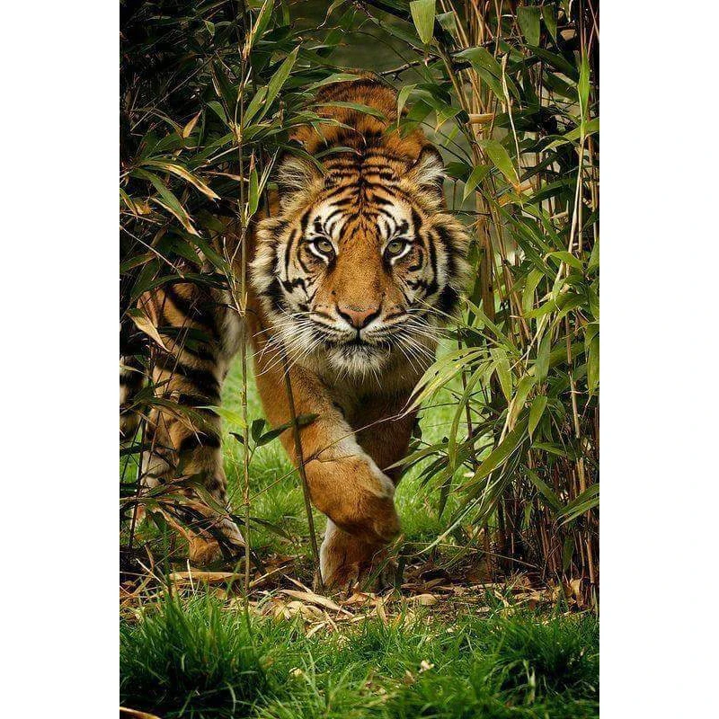 5D Diy diamond painting cross stitch &quotJungle Tiger&quot Full Square Diamond embroidery Needlework Rhinestone Mosaic Crafts WG083 | Дом и