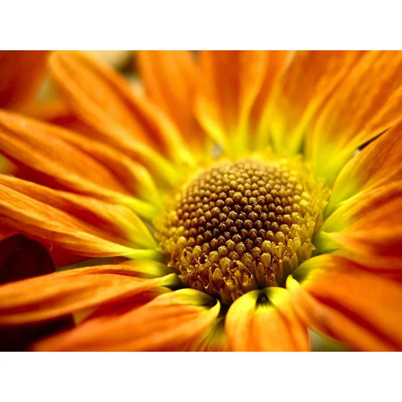 Камни в форме ромба/круглый дрель Алмазная вышивка подсолнечное масло живопись 5D